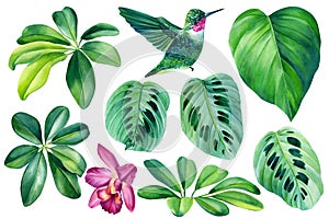 Tropical leaves, orchid flower and hummingbird bird. Collection Watercolor illustration isolated on white background.