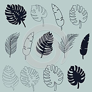 Tropical leaves of palm, monstera. Set of black silhouettes of tree leaves