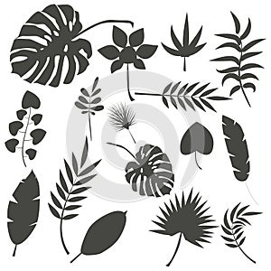 Tropical leaves palm summer exotic jungle green leaf vector illustration