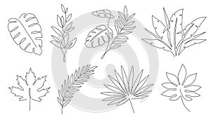 Tropical leaves. Palm tree and maple linear leaf. Tropic jungle and beach floral abstract elements continuous line