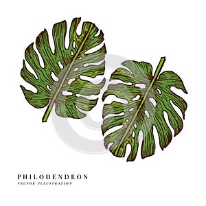 Tropical leaves - Philodendron. vector