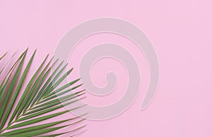 Tropical leaves is placed on a pink backdrop with part of the leaf layout and copy space