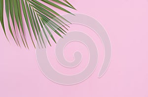 Tropical leaves is placed on a pink backdrop with part of the leaf layout and copy space