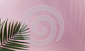 Tropical leaves is placed on a pink background with part of the leaf layout and copy space