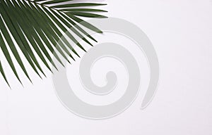Tropical leaves is placed on a white canvas with part of the leaf layout and copy space