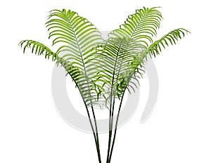 Tropical leaves plant isolated on white background