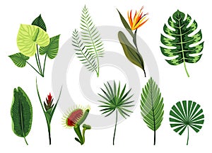 Tropical leaves plants collection. Different type exotic foliage set. Green decorative jungle plants. Vector hand drawn