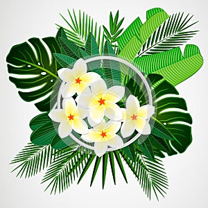 Tropical leaves with plumeria flowers and white frame on isolate