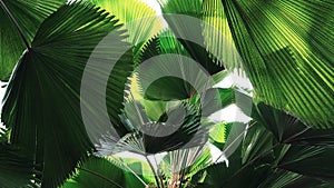 Tropical leaves rainforest fan palm leaf pattern, abstract green nature background