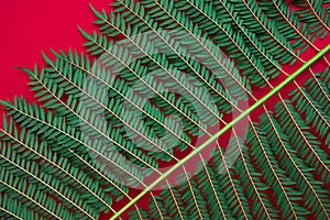 Tropical leaves on a red background.