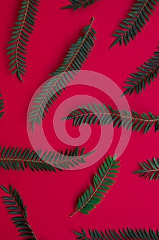 Tropical leaves on a red background.