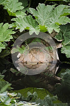 Tropical leaves reflected in water