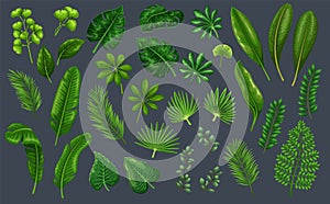 Tropical leaves set