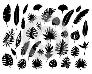 Tropical leaves set. Black silhouette. Jungle forest element. Vector