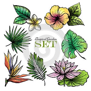 Tropical Leaves Set Color