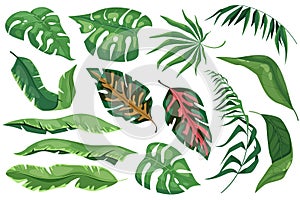 Tropical leaves set graphic elements in flat design. Bundle of different type exotic plants, leaf of banana, palms, monstera and