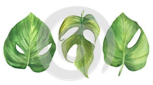 Tropical leaves set house living plant, Monstera leaf exotic foliage Watercolor painted illustration