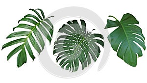 Tropical leaves set isolated on white background, clipping path