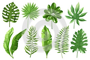 Tropical leaves set. Set of tropical palm leaves in a realistic detailed style. Banana leaves in different angles