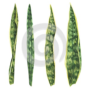 Tropical leaves set, snake plant, house plants Sanseviera green lief Watercolor painted illustration