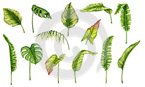 Tropical leaves. Set of watercolor cliparts. Realistic botanical illustration. Design elements