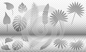 Tropical leaves shadow overlay templates, a vector set of various jungle leaf realistic shadows isolated on transparency grid