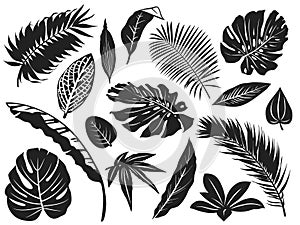 Tropical leaves silhouette. Palm tree leaf, coconut trees and monstera leafs black silhouettes vector illustration set
