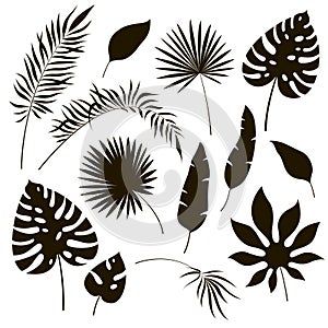 Tropical leaves silhouettes. Black jungle exotic leaf philodendron palm royal fern banana. Summer tropical illustration