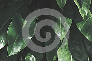 Tropical leaves texture background, dark green