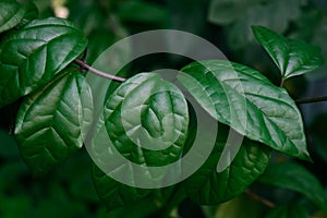 Tropical leaves texture dark green foliage, nature background concept.