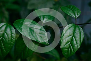 Tropical leaves texture dark green foliage, nature background concept.