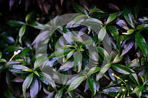 Tropical leaves texture dark green foliage, nature background concept.