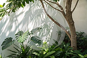 Tropical leaves and tree branches with sunlight on white paper texture photo