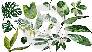 Tropical leaves variegated foliage exotic nature plants set isolated on white background, clipping path with plant common name in photo