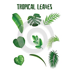 Tropical leaves Vector Art Illustration image of green leaf