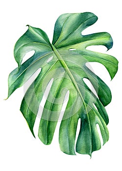Tropical leaves watercolor, beautiful palm leaf hand drawing, monstera liana