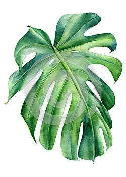 Tropical leaves watercolor, beautiful palm leaf hand drawing, monstera liana photo