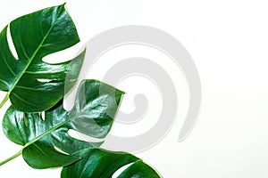 Tropical leaves on white color background.Jungle leaf