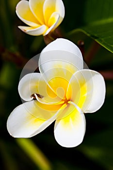 Tropical Lei Flower