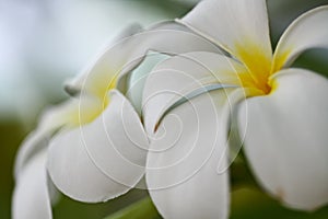 Tropical Lei Frangipani Flower