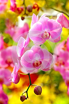 Tropical light pink phalaenopsis orchids in a spring garden 