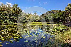 Tropical lily pond