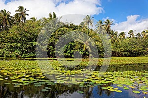 Tropical lily pond