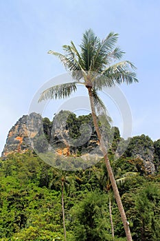 Tropical limestone cliffs with palm