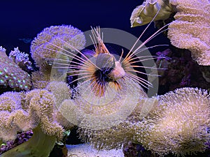 Tropical lionfish and a piece of coral reef in Eilat Aquarium