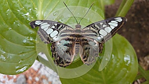 Tropical live butterfly - exotic insects with colorful wings