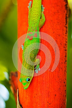 Tropical Lizard