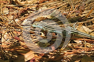 Tropical lizard in the forest, closeup