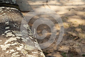 Tropical lizard on mossy stone. Tropics natural photo. Little iguana resting on sunny stone.