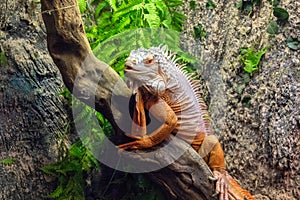 Tropical lizard in terrarium. Iguana closeup photo. Orange lizard rest on wooden trunk. Terrarium enclosure in zoo